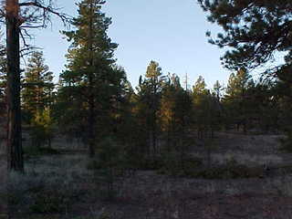 Bryce Canyon, early dawn