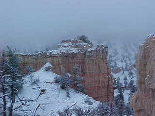 Bryce Canyon tree on top of snowy hoodoos