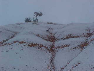 Bryce Canyon tree atop snowy hill
