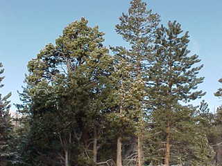 Bryce Canyon snowy hoodoos 11