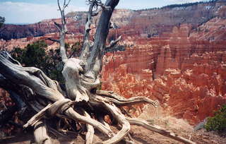 Bryce Canyon hoodoos canyon (A)