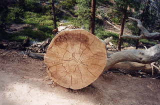 Bryce Canyon tree cross section