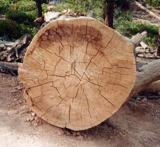 Bryce Canyon tree cross section zoom (B)