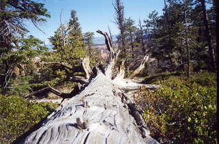 Bryce Canyon long dead tree (B)