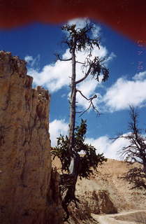 Bryce Canyon tree seen under a rock