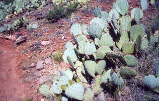 Sedona Airport hike prickly pear