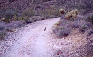 Lost Dog Wash rabbit