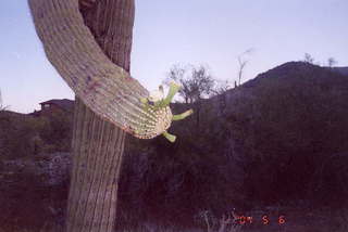 Lost Dog Wash cactus flowers 1