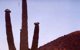 Lost Dog Wash cactus flowers 1