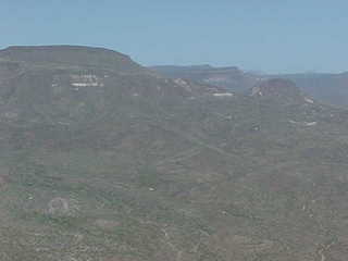 Saquero cactus on hillside