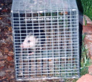 San Diego, opossum visitor close-up