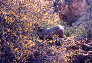 Zion National Park, big horn sheep