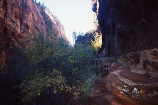 Zion National Park, big horn sheep