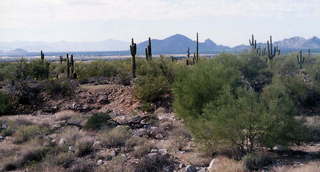 Sunrise Trail, saguaro and distant mountains