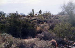 Sunrise Trail, desert plants