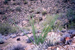 Sunrise Trail, plant life