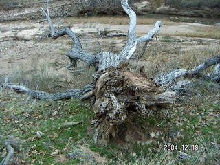 Zion National Park -- twisted tree