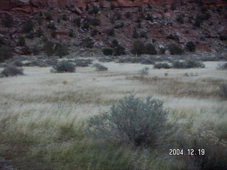 Zion National Park -- lichens and other plants