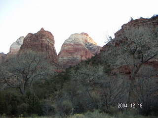 Zion National Park -- twisted tree