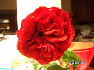 rose