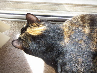 Maria - (cat)