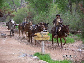 Grand Canyon --mules at Indian Garden -- Bright Angel