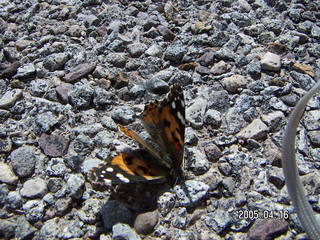 1 5eg. butterfly at Arches National Park