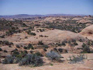 butterfly at Arches National Park