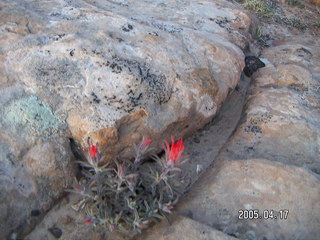 Canyonlands National Park -- Lathrop Trail