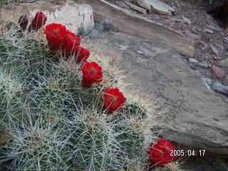 Canyonlands National Park -- Lathrop Trail -- red flowers