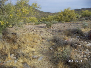 Lost Dog Wash -- Ringtail