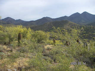 Lost Dog Wash -- Ringtail