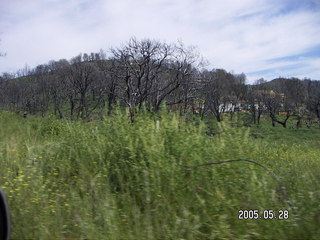 burnt trees in Julian, California