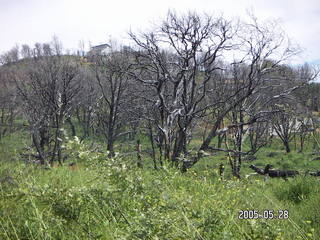 burnt trees in Julian, California