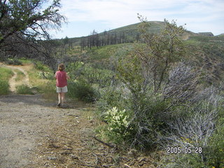 burnt trees in Julian, California