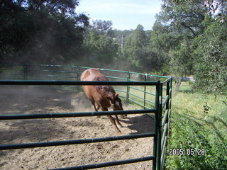 running horse at Lee place