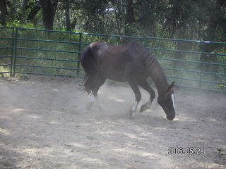 horse at Lee place