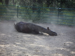 rolling horse at Lee place