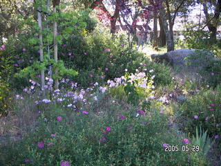 flowers at Lee's place