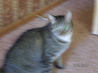 blurry Max the cat