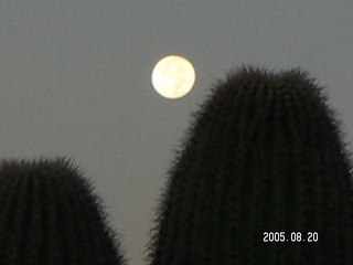 MSLT Ringtail Trail, moon behind cactus