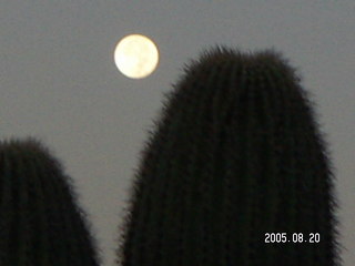 Zion National Park -- the moon -- the moon in a blue sky