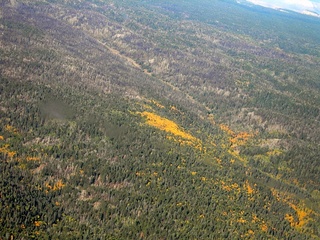 North Rim forest, aerial