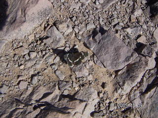 butterfly at Arches National Park