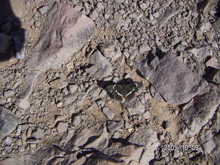 butterfly at Lookout Mountain