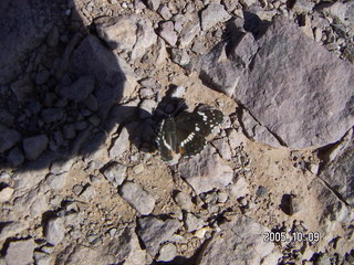 butterfly at Arches National Park