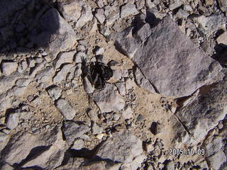 butterfly at Arches National Park