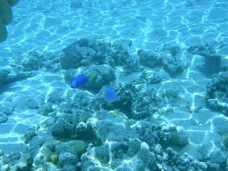 Tim and Dana Higel in Bora Bora