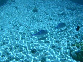 Tim and Dana Higel in Bora Bora