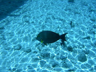 Tim and Dana Higel in Bora Bora